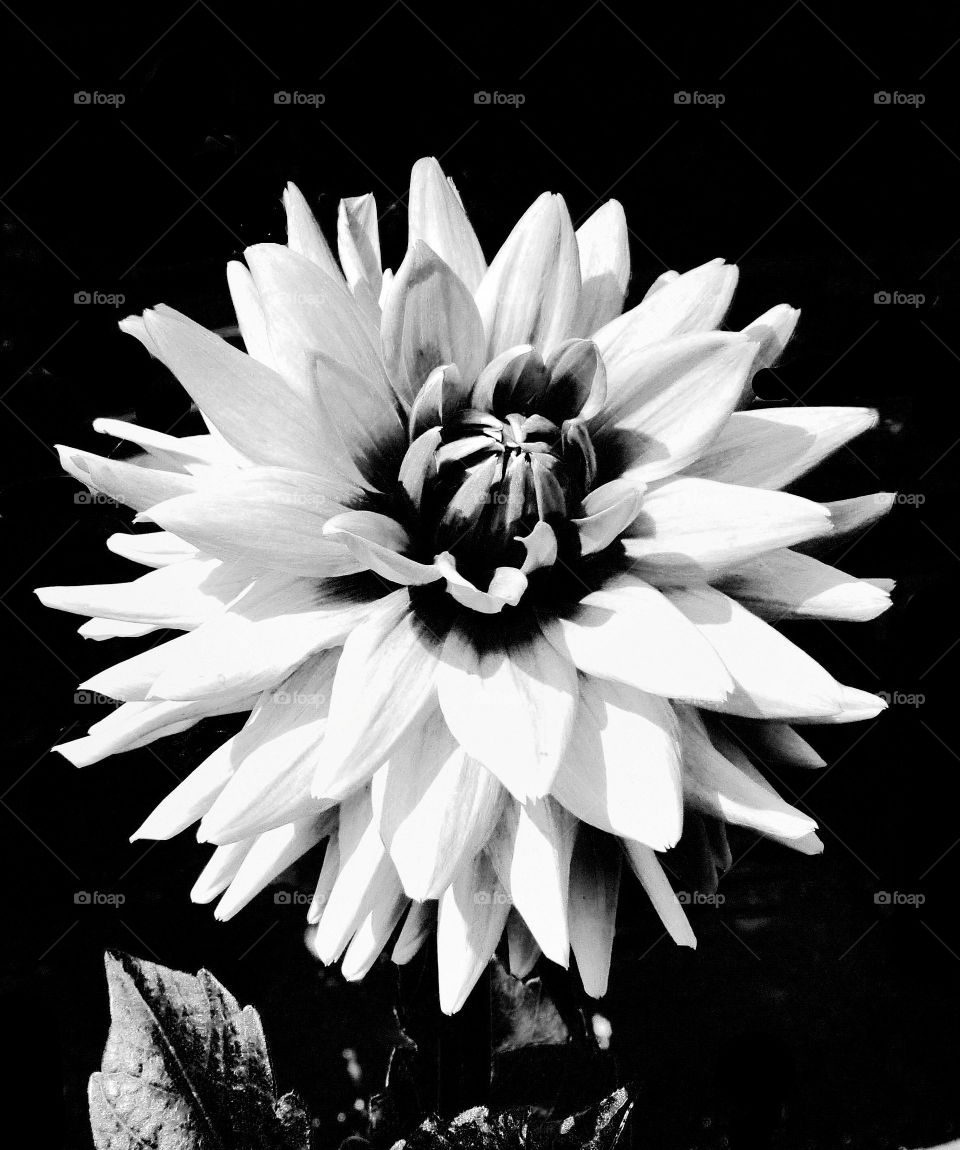 BW flower 