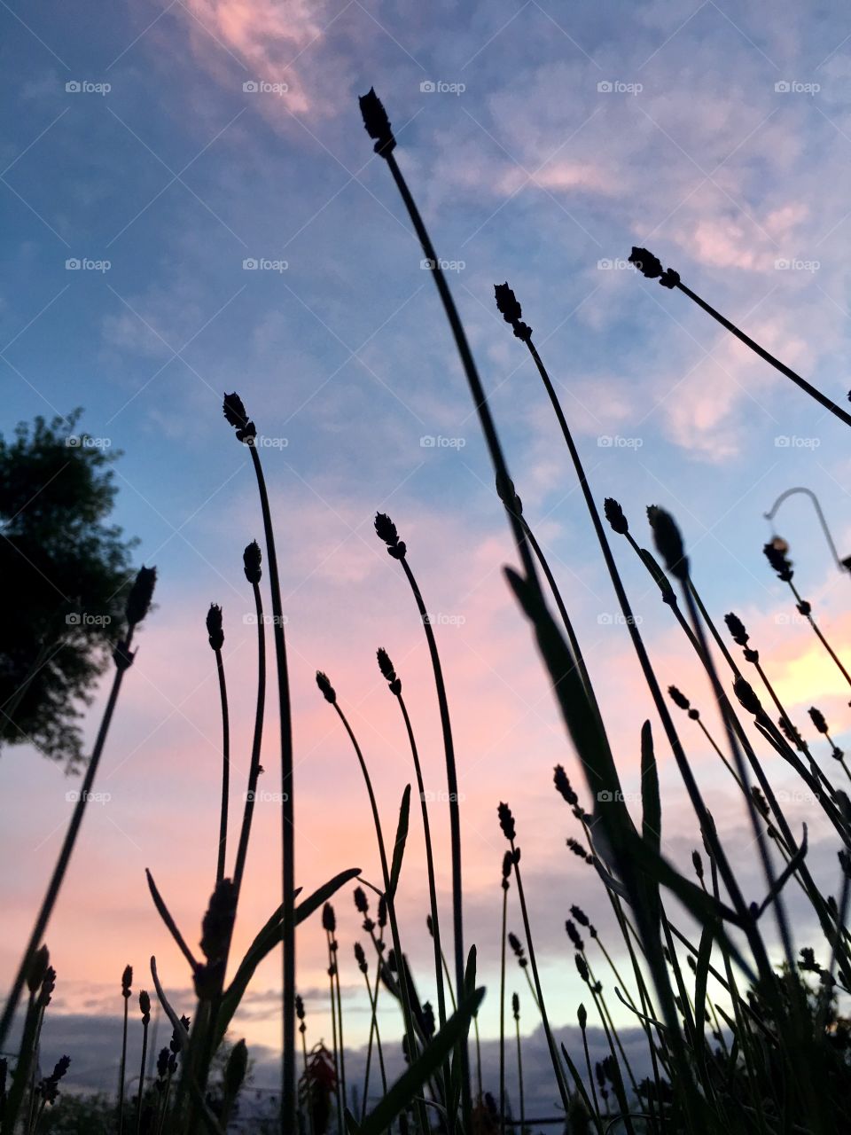Lavender against sunset 