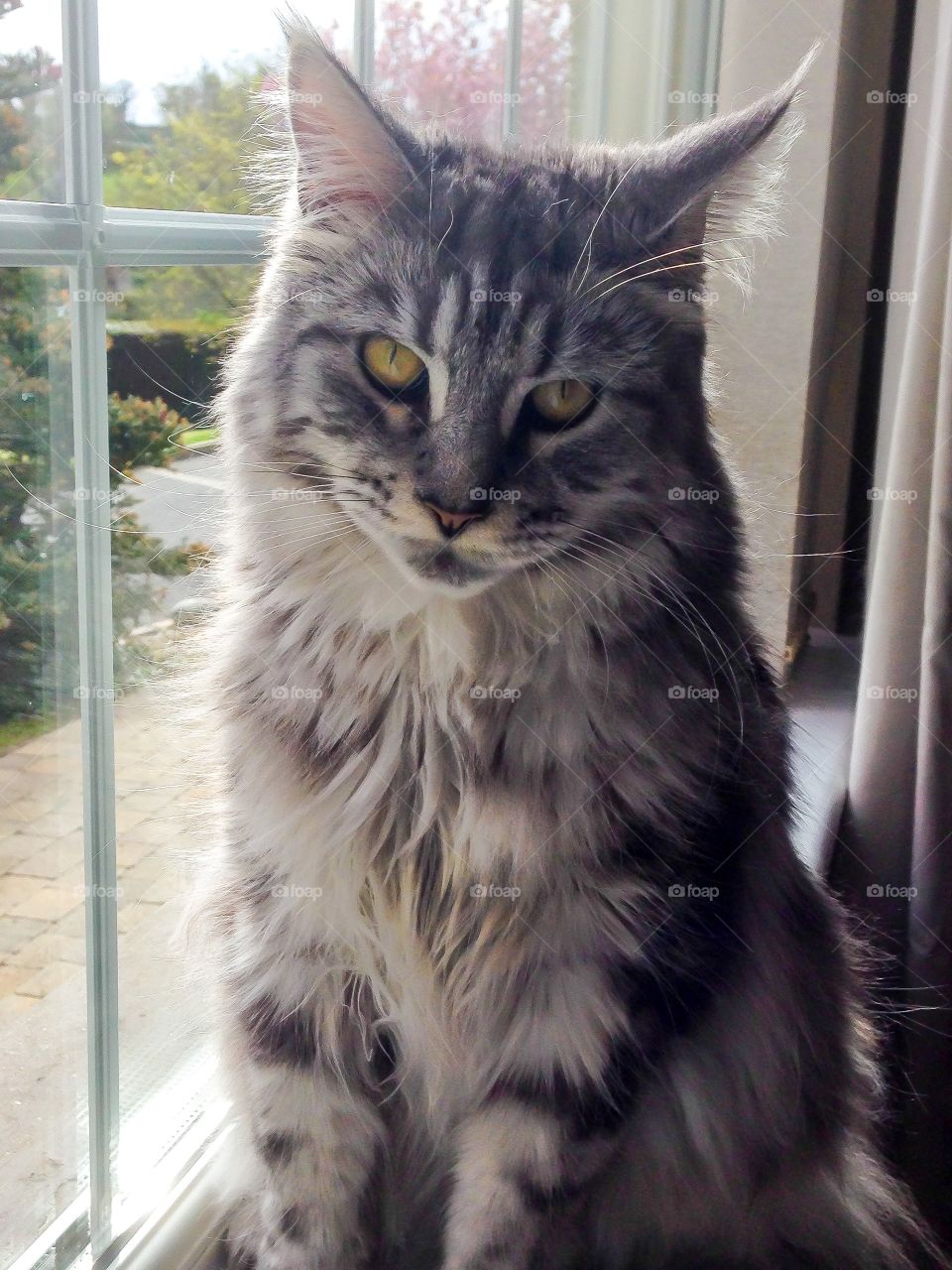 Cat sitting near the window