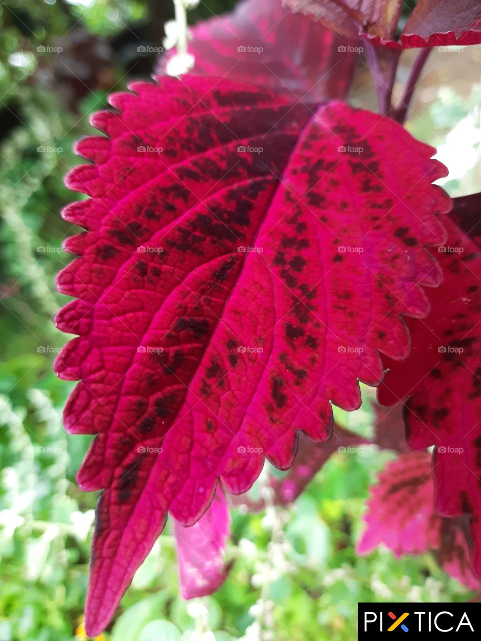 colourful leaves