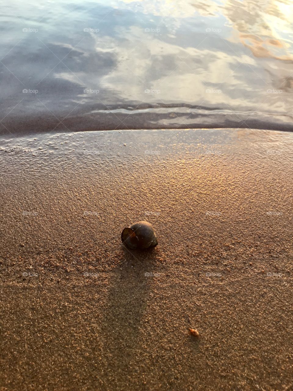 Late sunset glow lights up this live black snail washed up on beach at lakeshore 