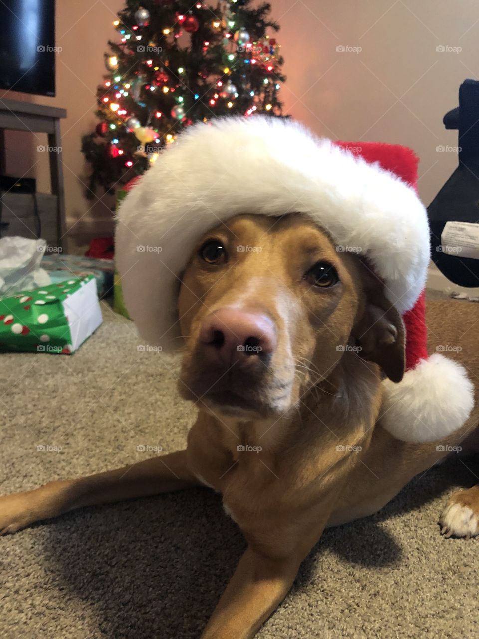 Christmas puppy