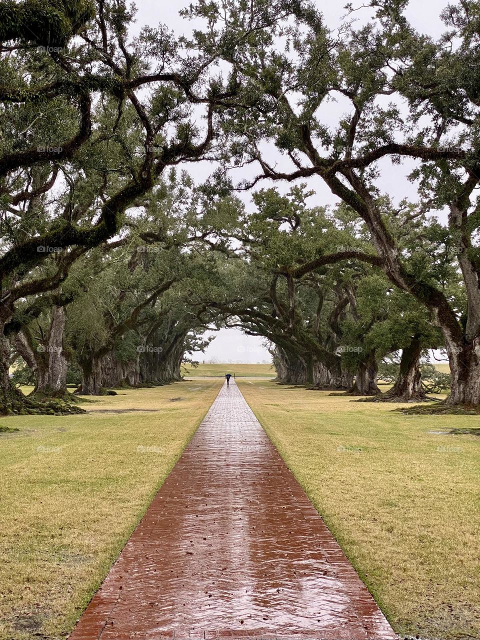 A lone figure in the distance walking in the rain down an alley of 200 year old live oak trees