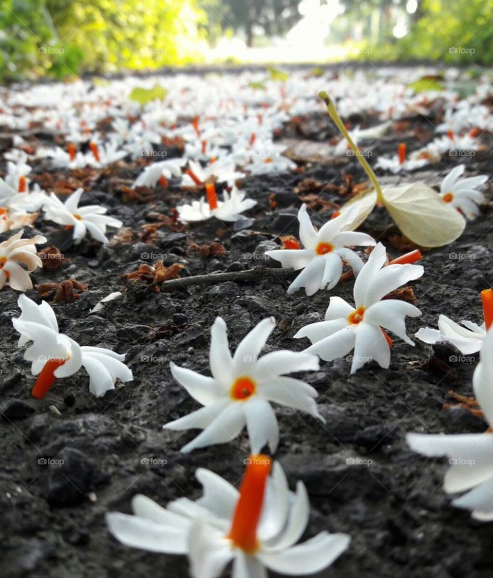 ✨parijat flower ✨