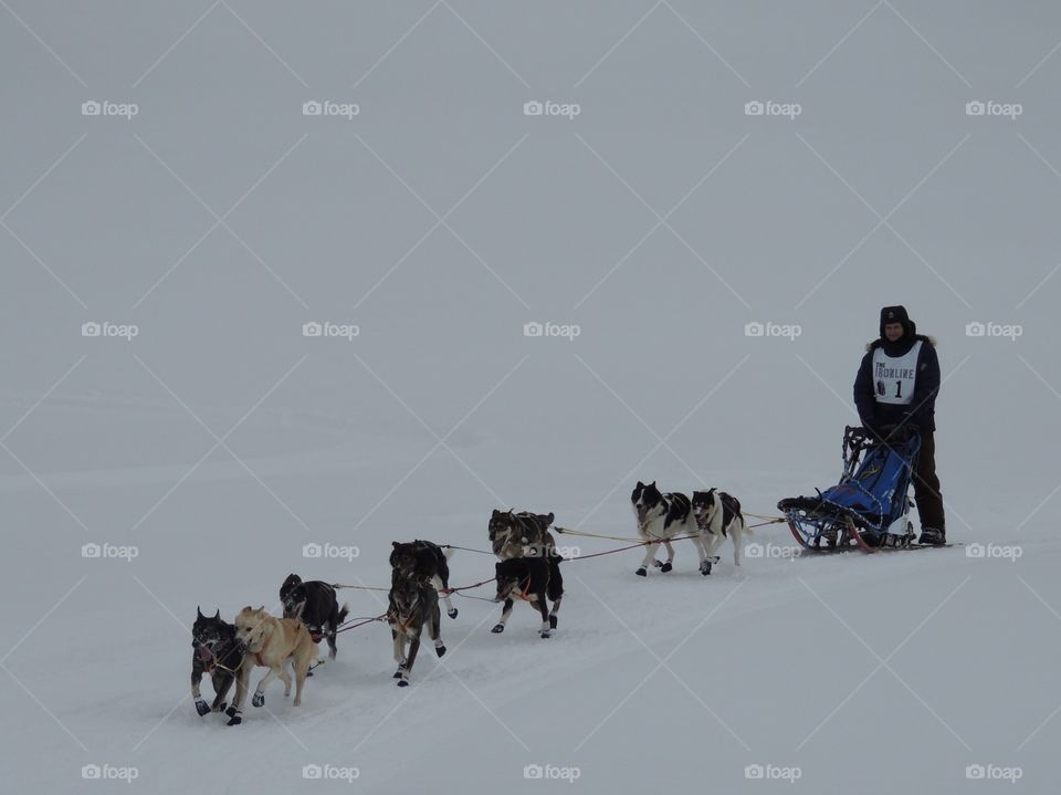 A ten dog sled team, running nine dogs - in The Iron Line sled dog race, in Iron River, Michigan. 