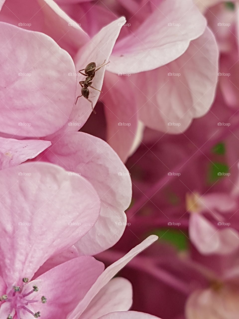 green nature and pink flower whith ant anthill