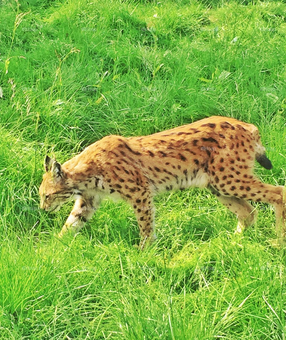 Lena Hope. Lynx in Norway 