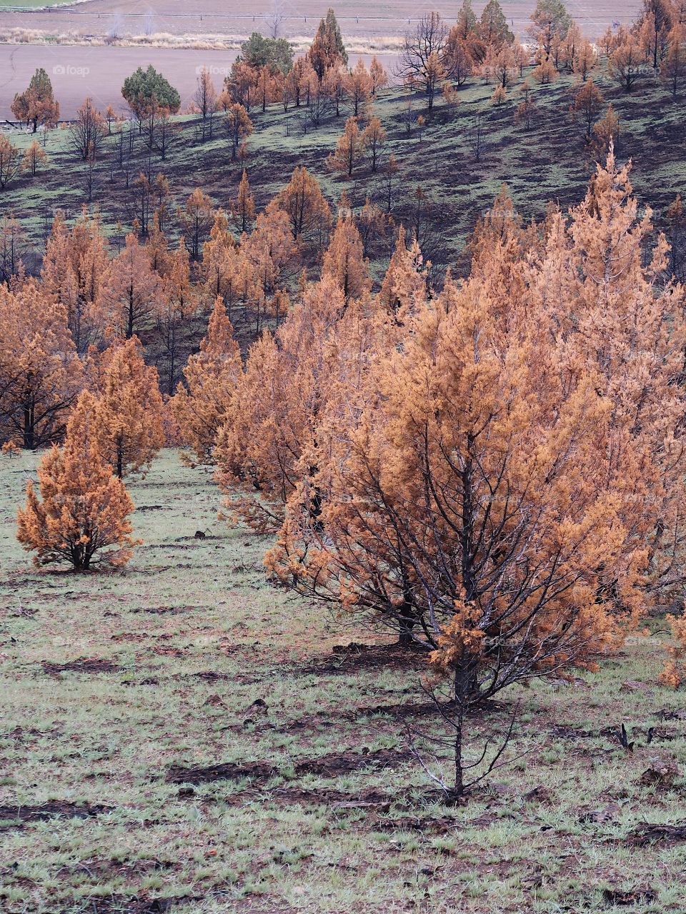 Wild grasses on a hillside began to grow again in spring contrasting with the juniper trees that are orange due to a fire the previous year.