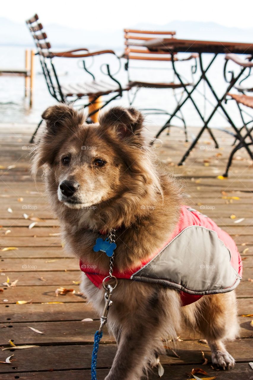 Cute dog in a jacket