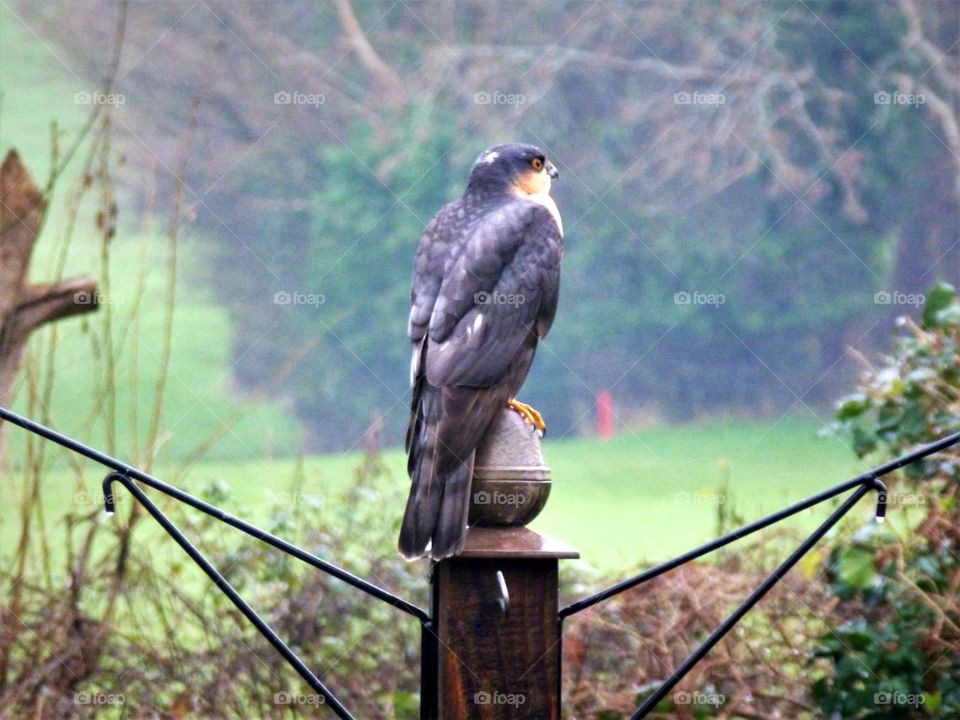 Sparrowhawk perched on fence in my brothers garden also photo taken by my brother