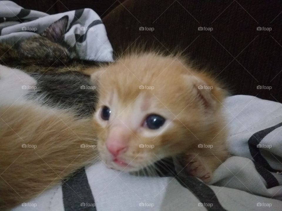 kitten