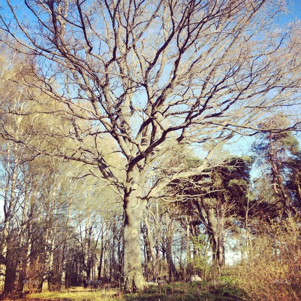 landscape nature trees forrest by humla