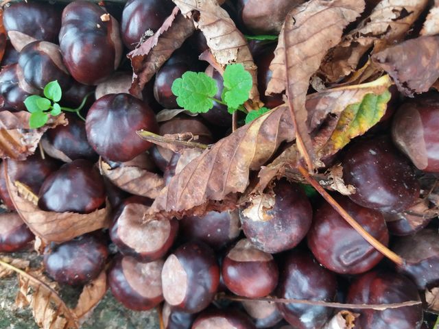 chestnut