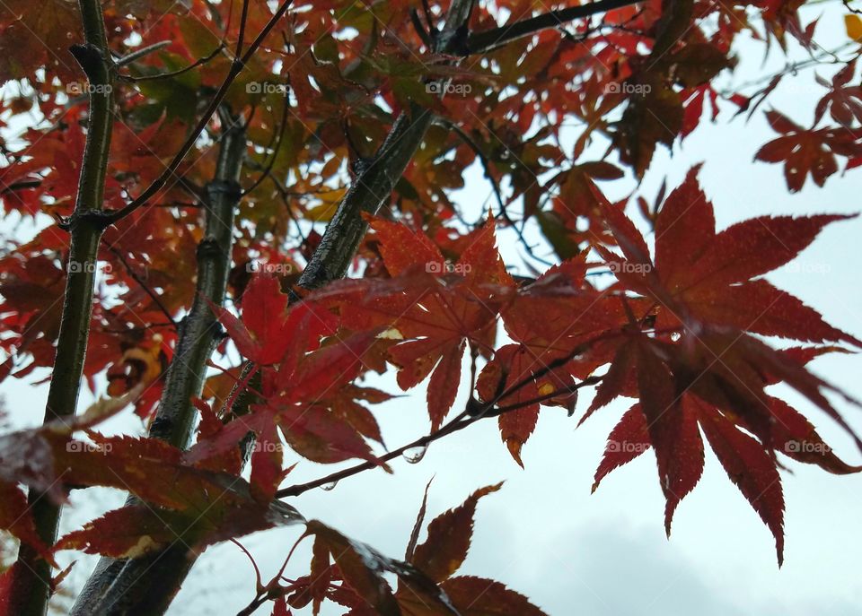 rainy day.  wet red maple