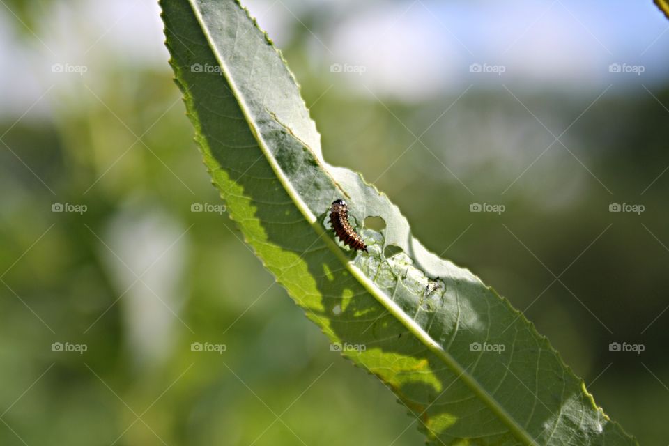 Beetle on plants