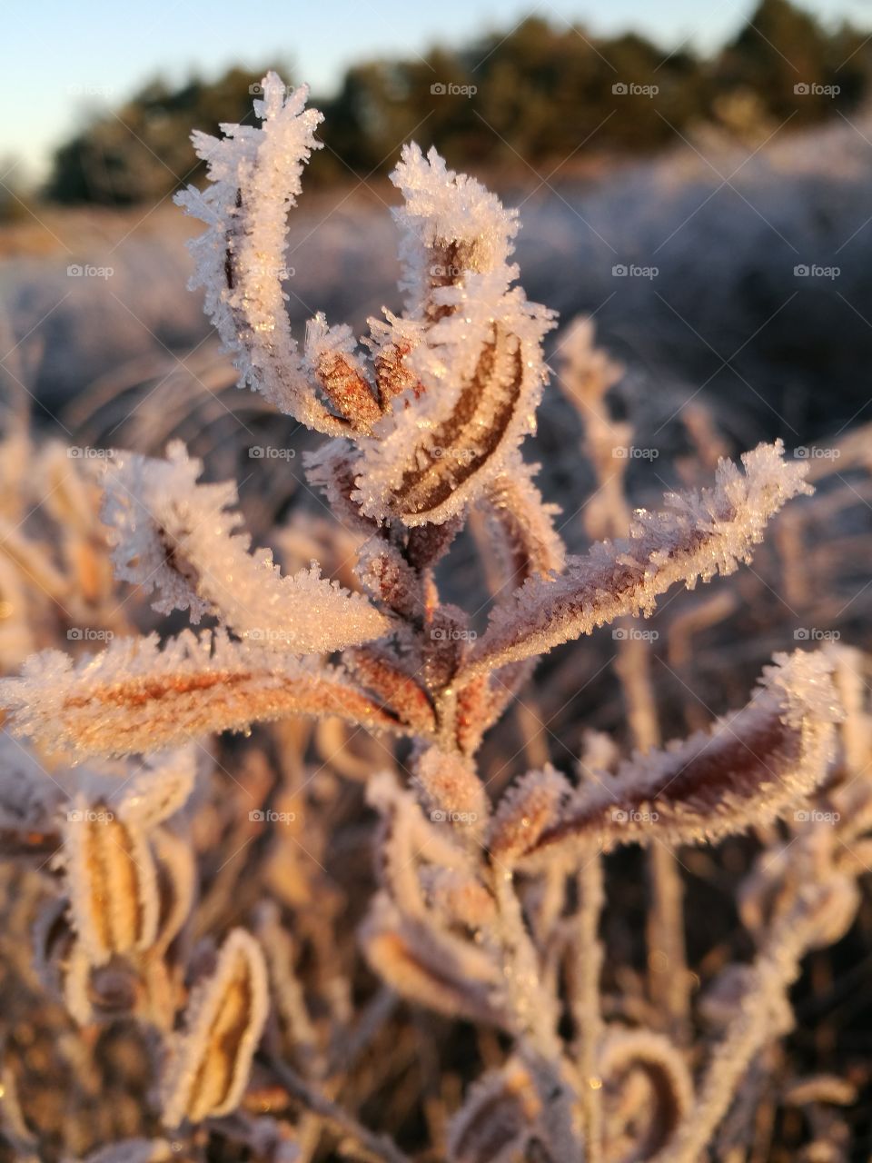 Frost covered plant