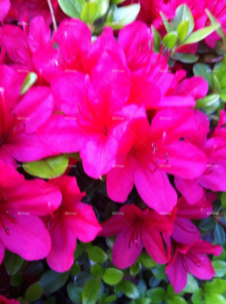 Pink floral bloom 