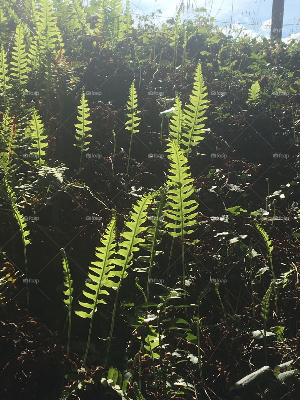 Young ferns coming back on a burned ground