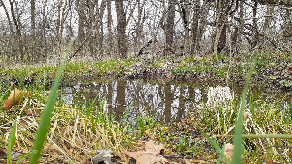 Frog Pond in the Woods