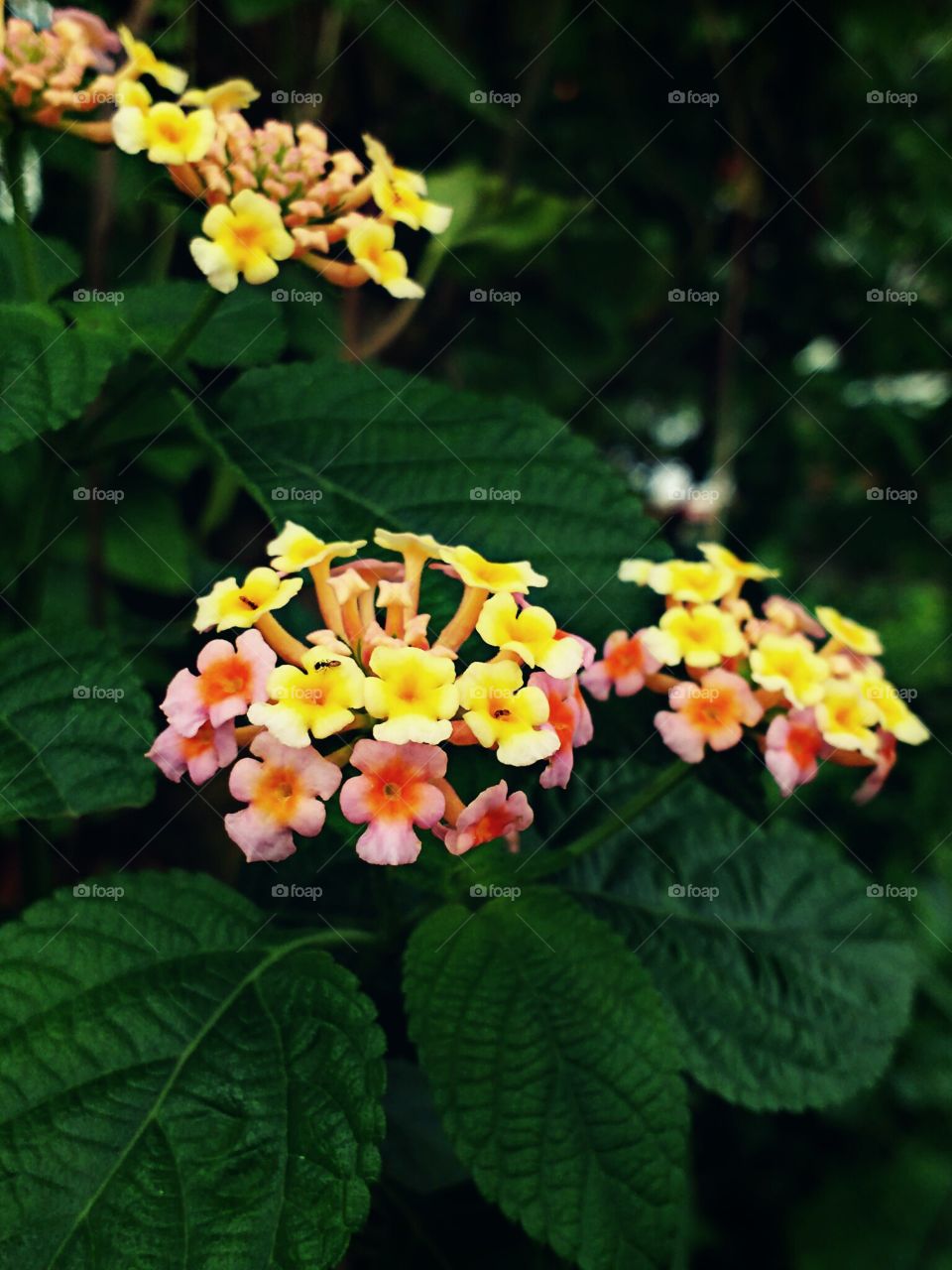 lantana flowers