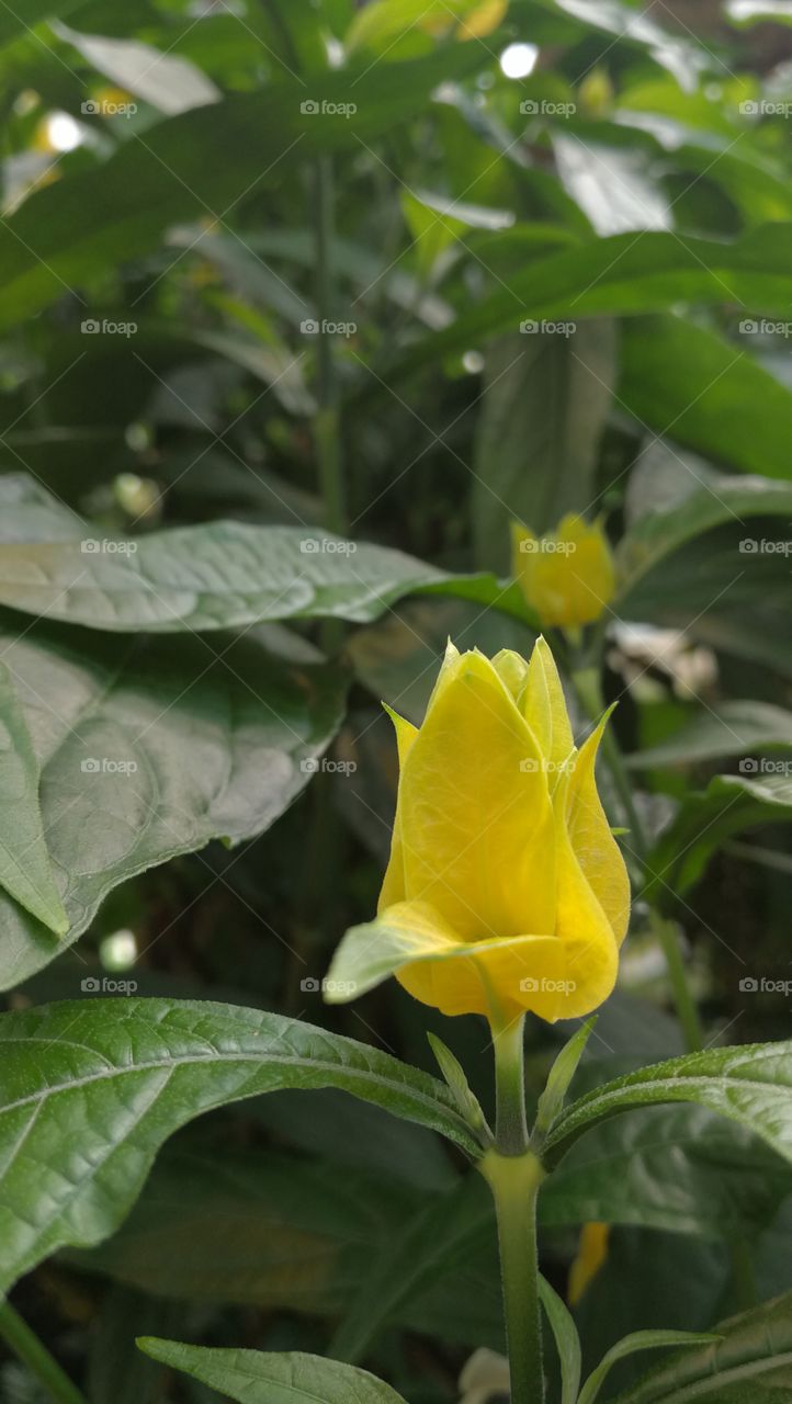 Yellow flower on tropical plant