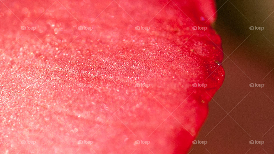 Close up of a beautiful flower petal. Most people can marvel at the beauty of a flower. They are delicate and complex. When zoomed in I cant help but to appreciate them even more. The glitter effect on this petal is amazing. 