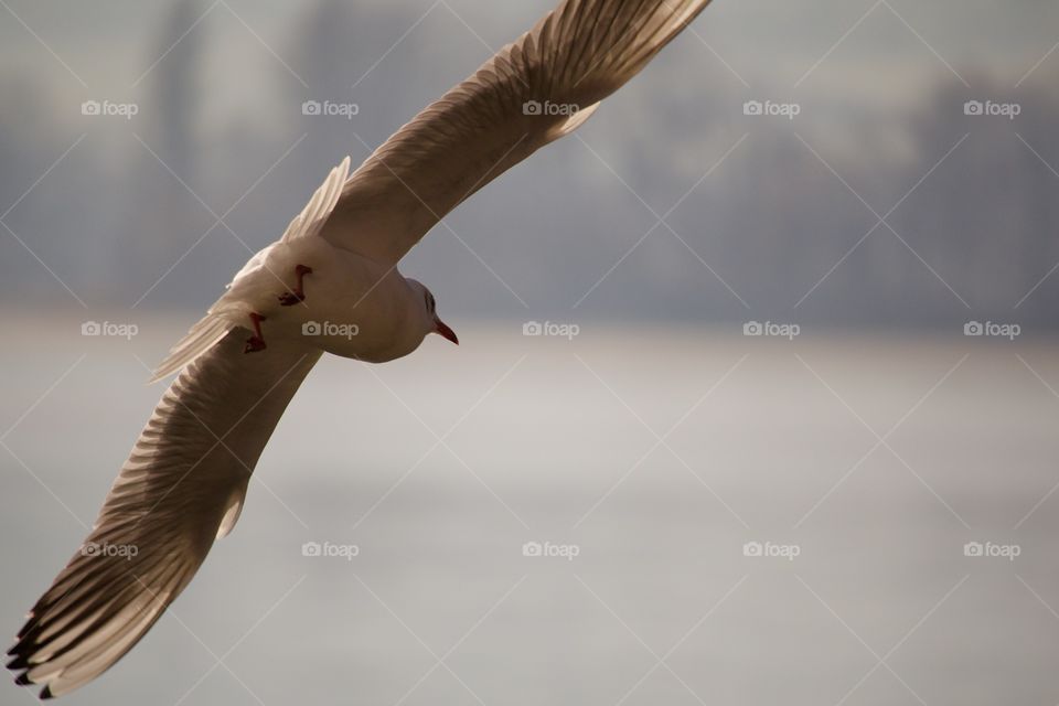 View of seagull flying with its wing spread