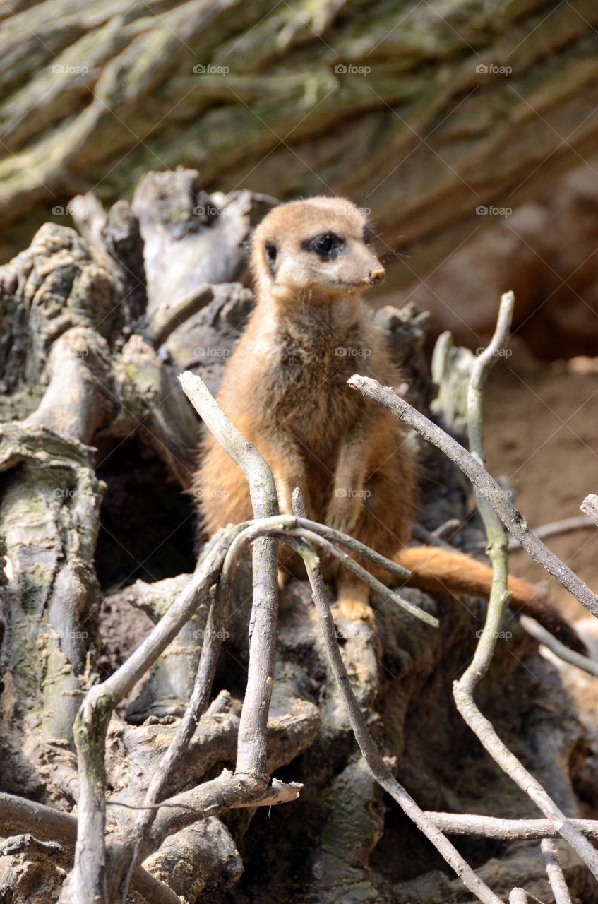 A meerkat at the zoo of Antwerp.