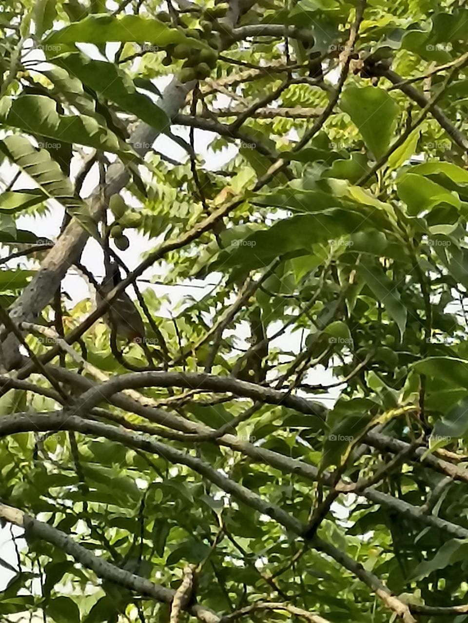 robin hood sitting on the green branch of a swarn champa tree which is full of fruits.