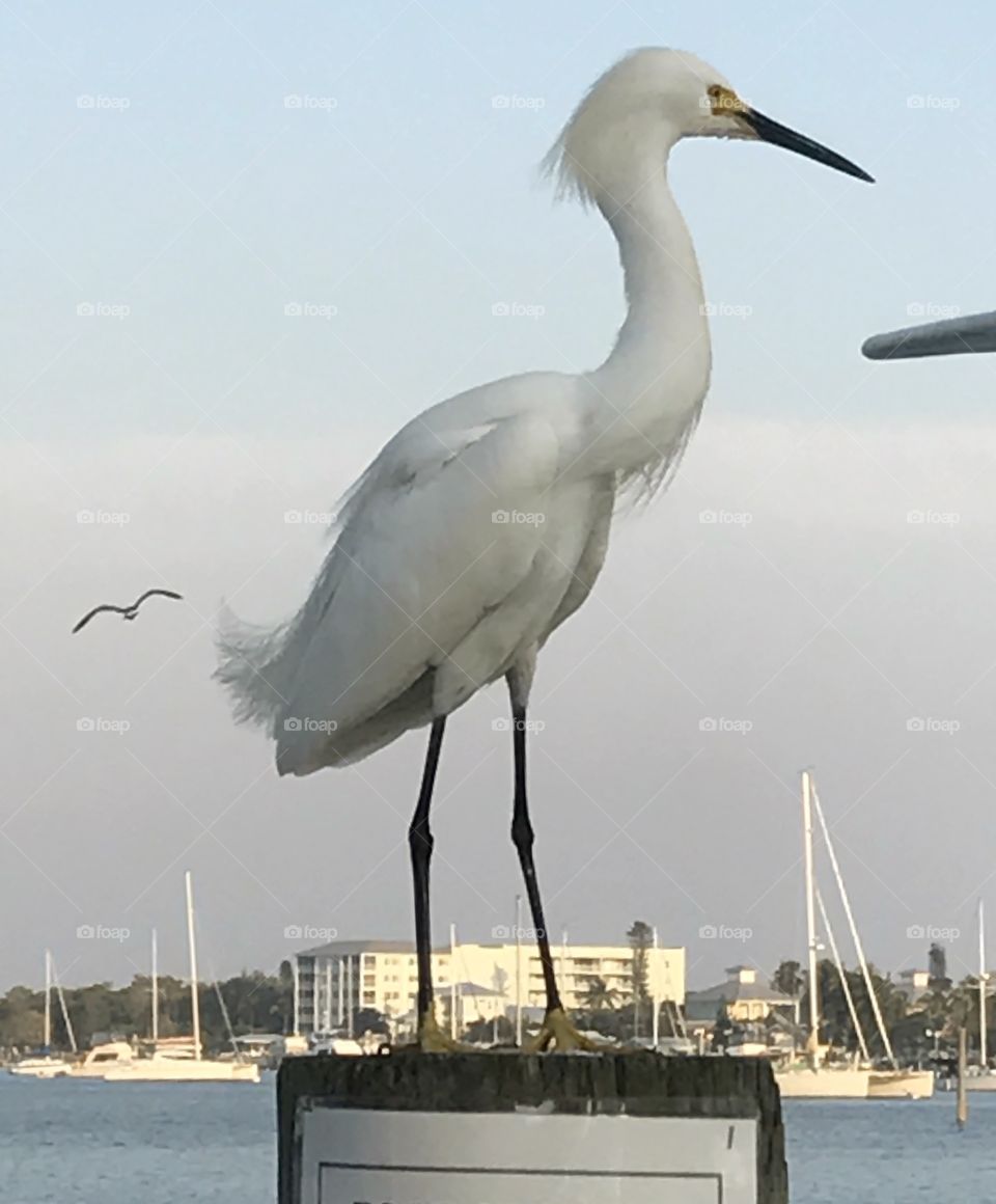 Florida bird with friend in flight