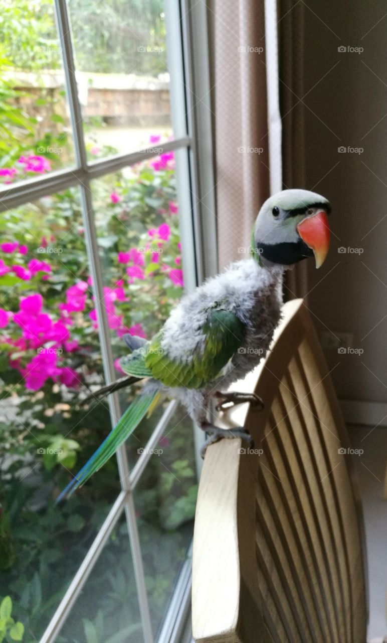 Cute red-breasted parakeet standing on  wooden chair