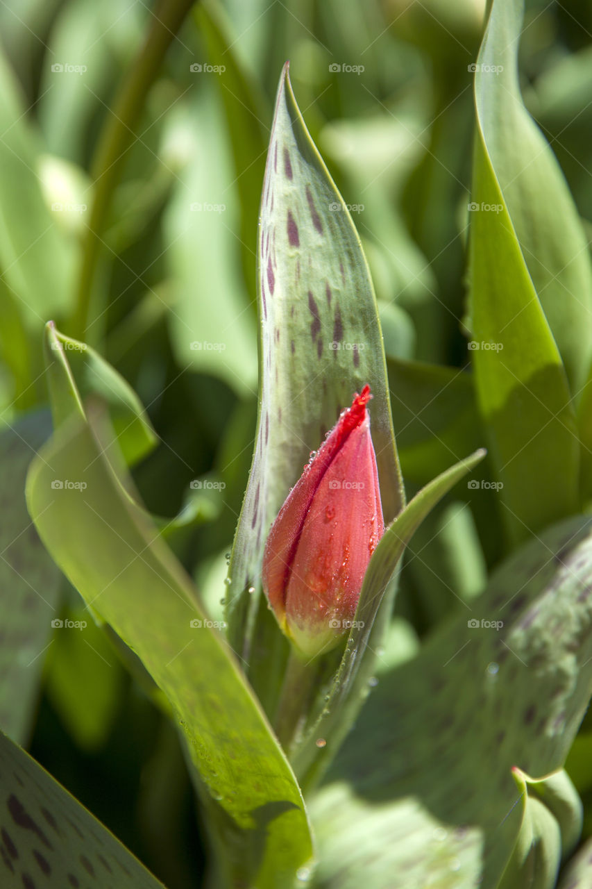 Young tulip bud in the garden starting to bloom, first sign of spring