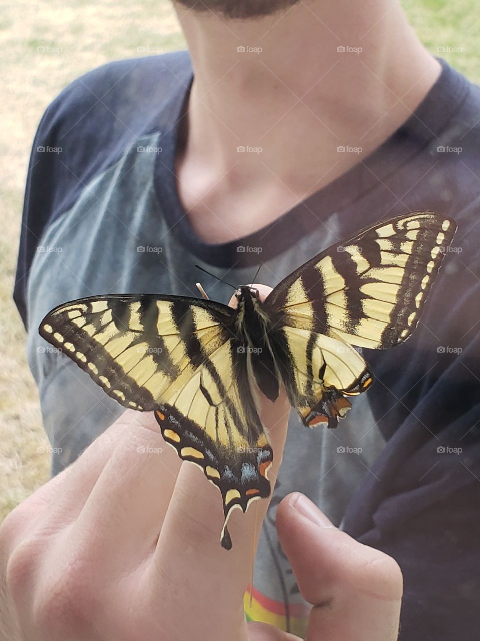 butterfly, deformed, different,sad, beautiful, monarch,yellow and black,summer, survivor.
