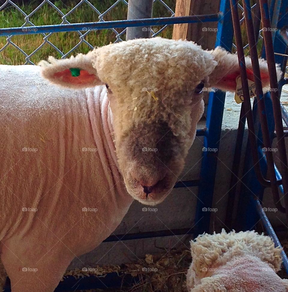 Baaaaaa. This lucky sheep had been sheared - and on a 90 degree plus day, that indeed made her lucky!
