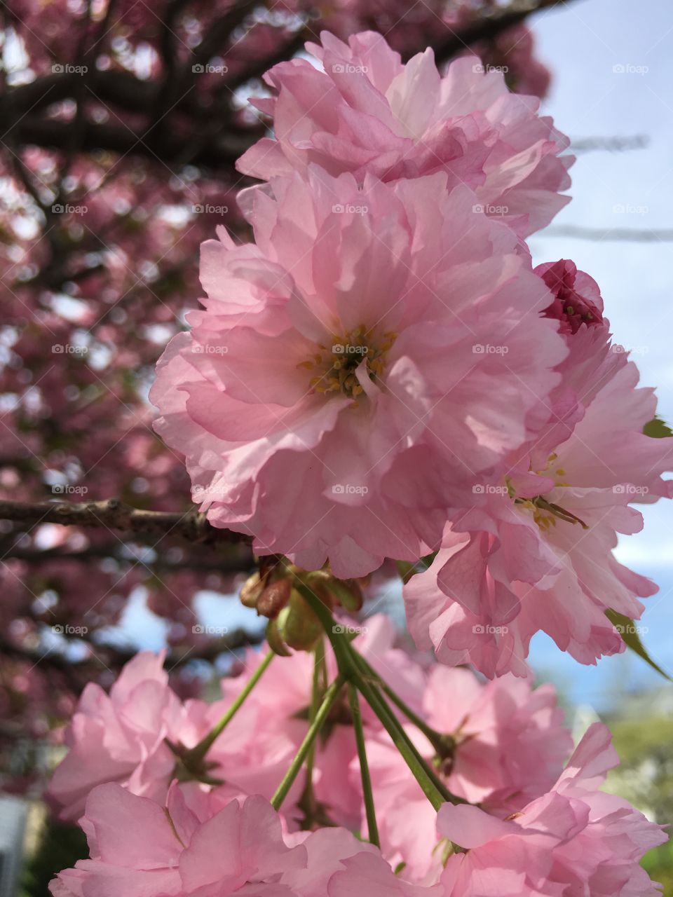 Blossoms in CT in early May