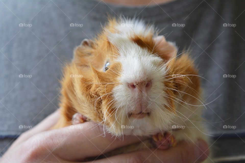 guinea pig beautiful portrait in the hands, love pet