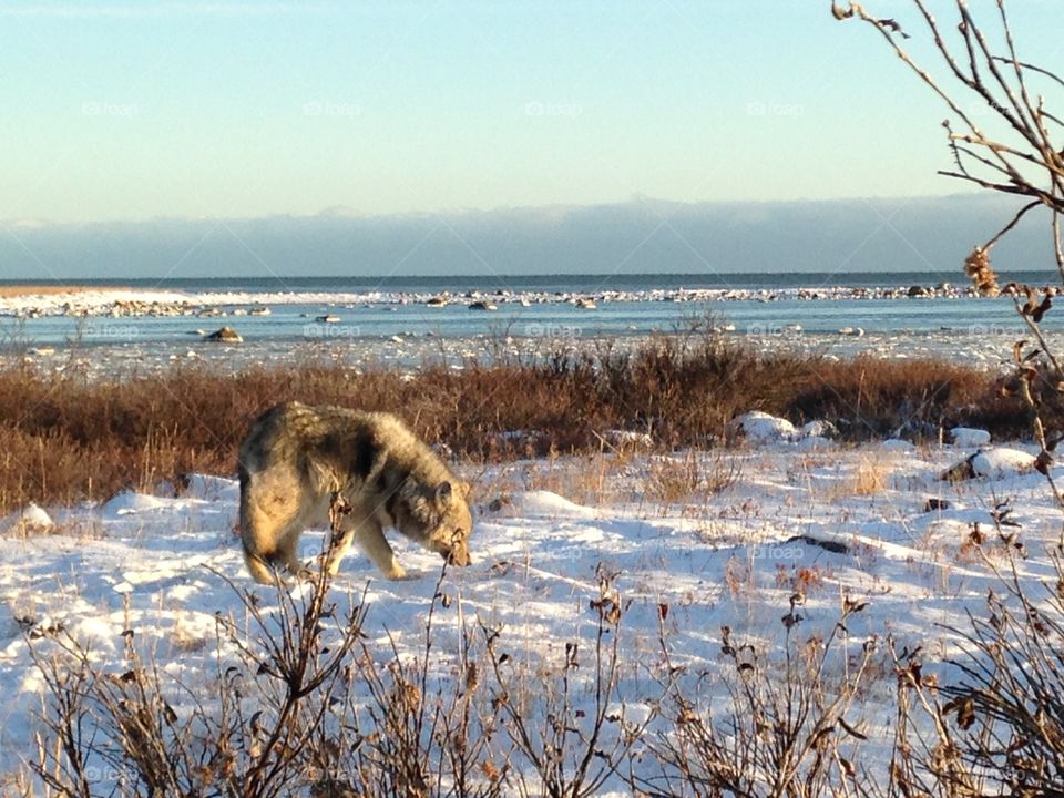 A lone wolf near Churchill, Manitoba.