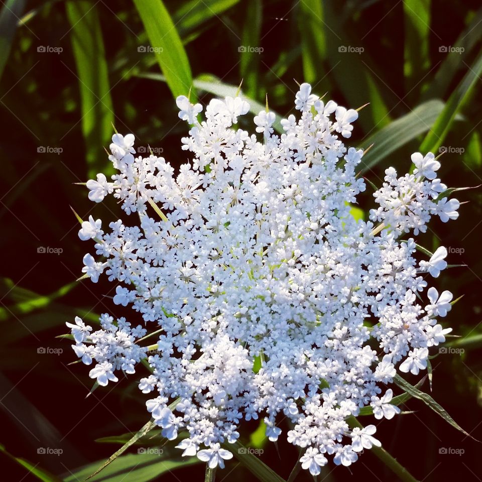 Delicate white wildflower