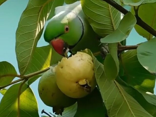Beautiful  Indian  Parrot.He  is  eating  Yellow  colour  Guvava  fruit.