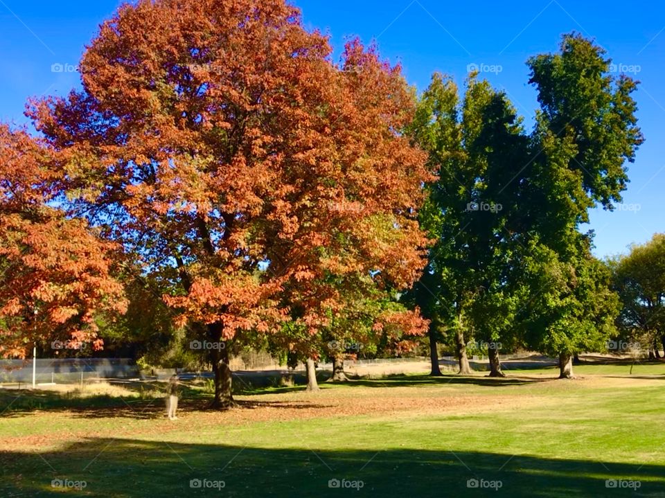 Colorful Trees