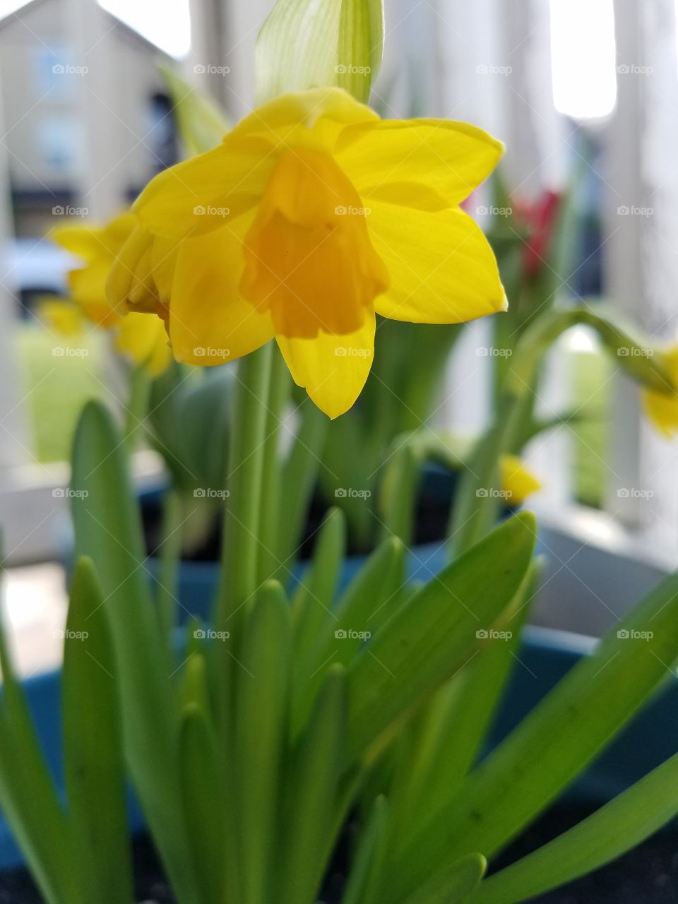 Joyful daffodils.