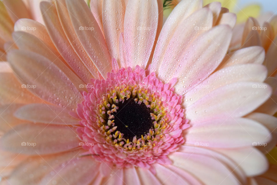 Gerber close up, flower