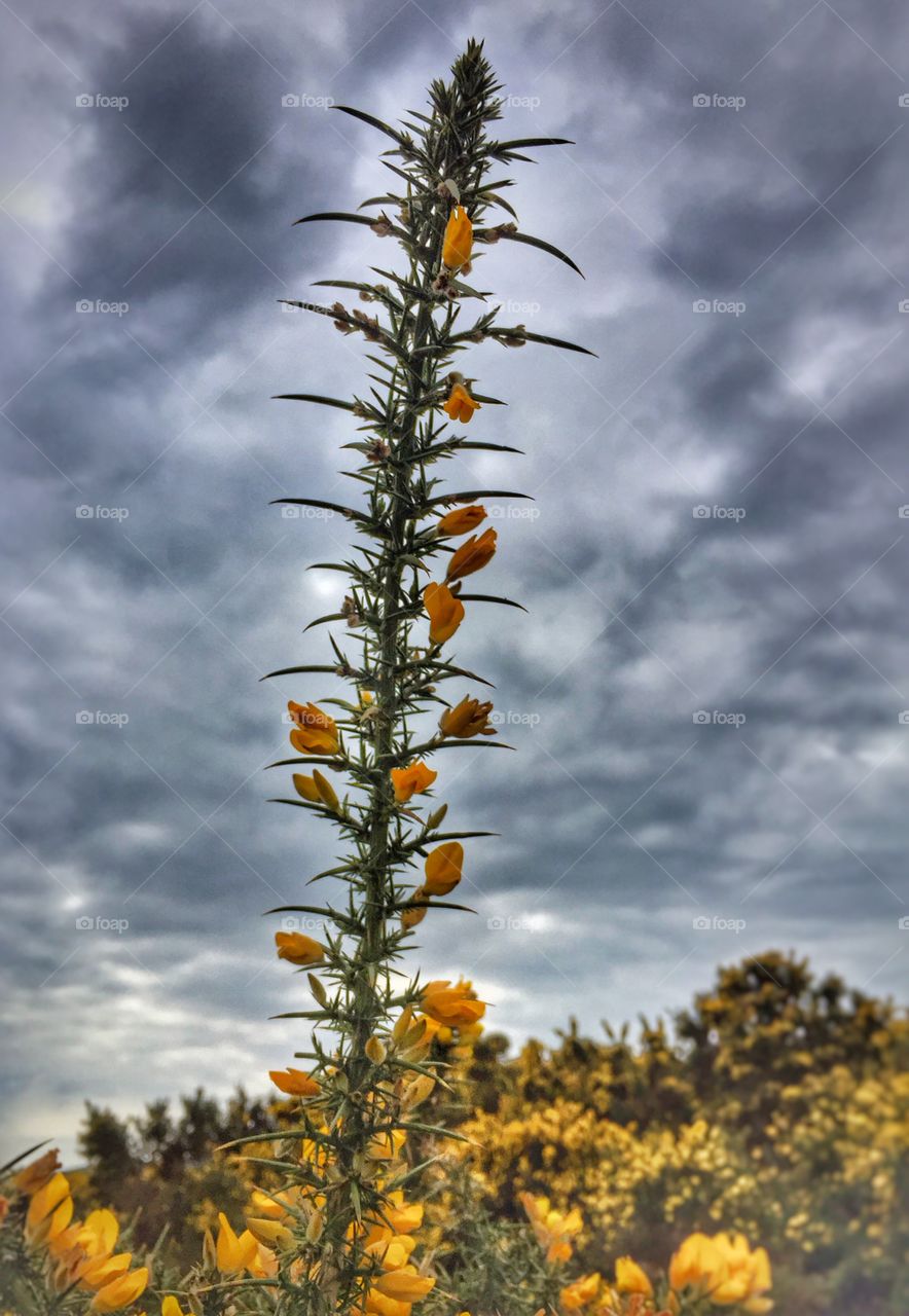 A Rising Gorse Frond Against The Sky
