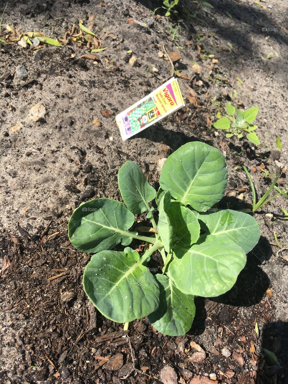 Spring has sprung in my green garden