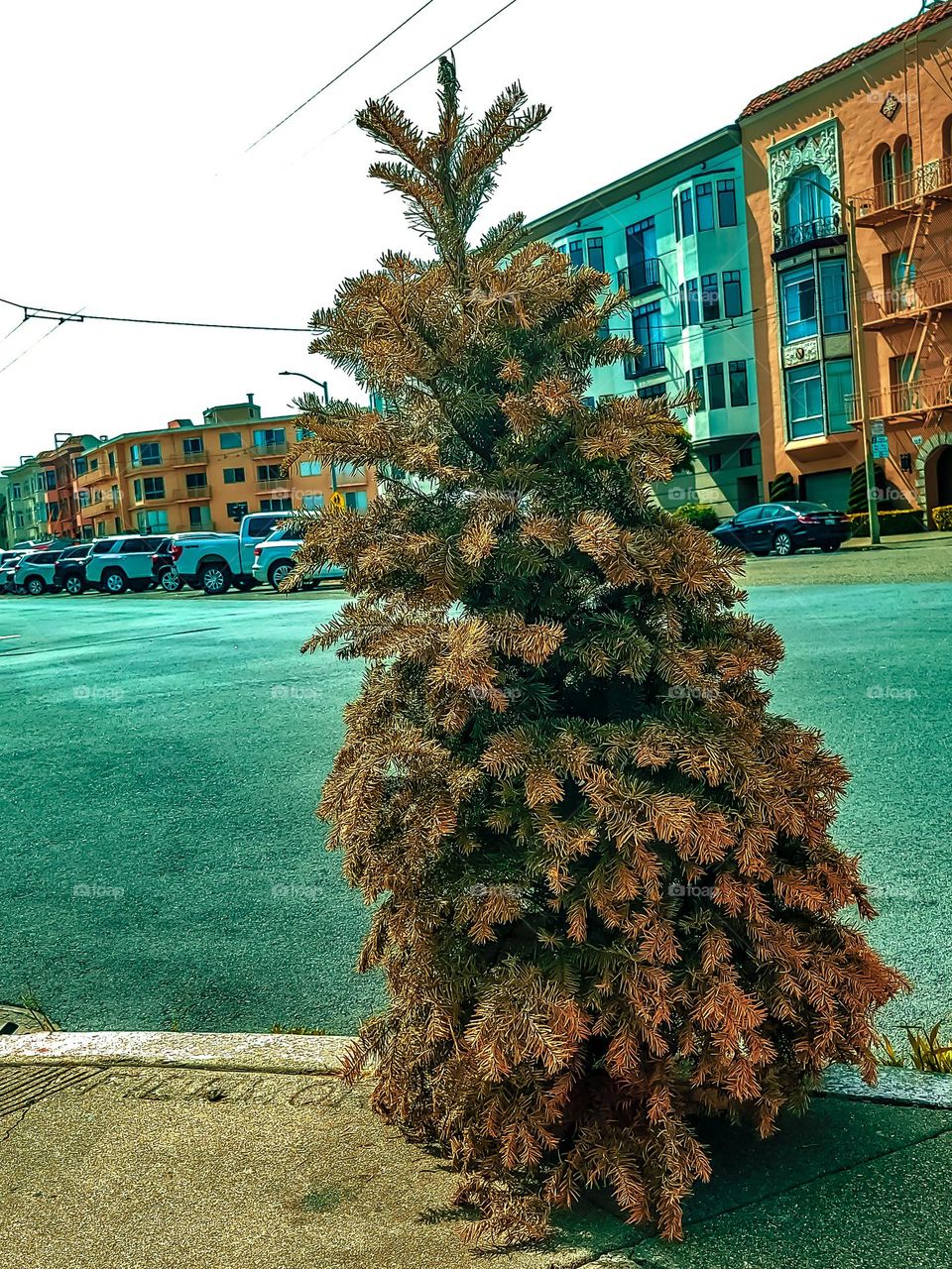 Discarded Christmas tree on a city street corner waiting to be recycled, signaling the end of the holiday season 