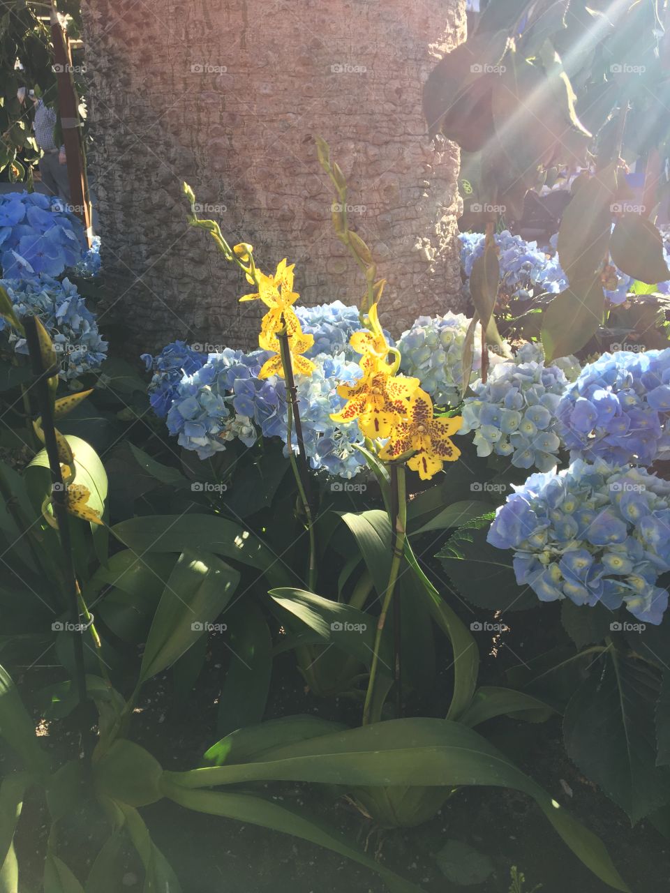 Blue hydrangeas and orchids yellow