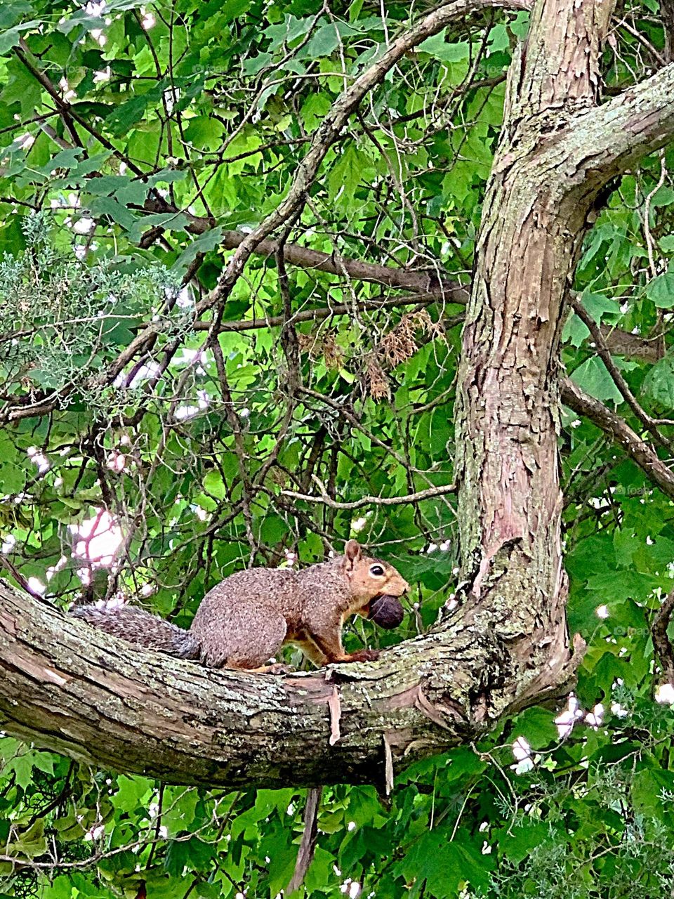 North American Squirrel 🐿️