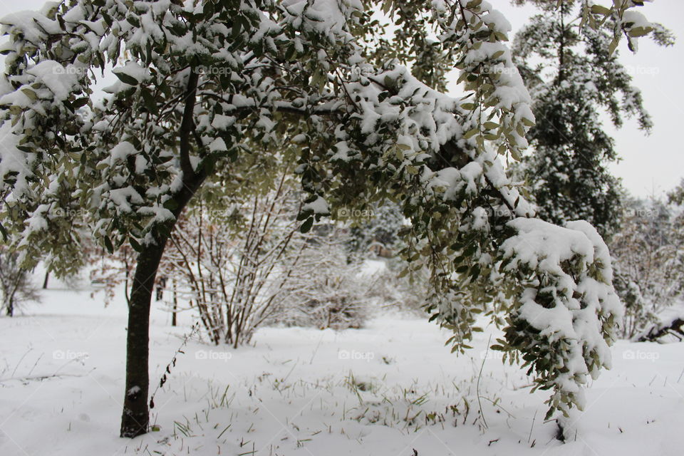 snowy tree