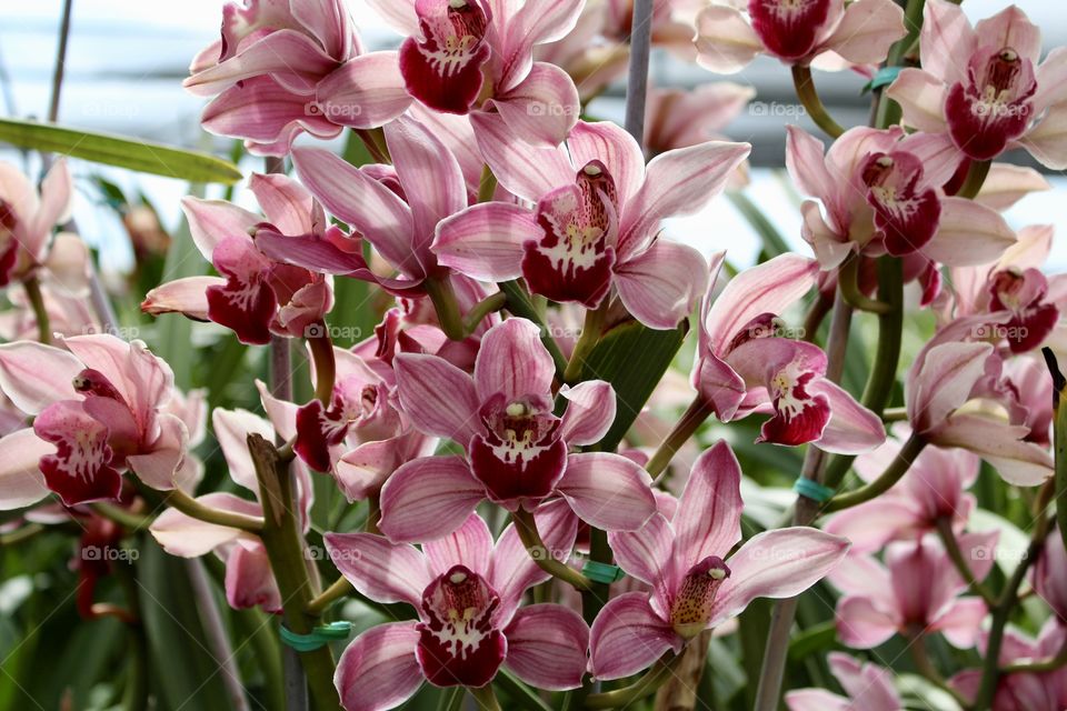 Pink and white full bloom orchids