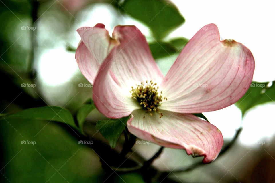 pink dogwood reaching up.